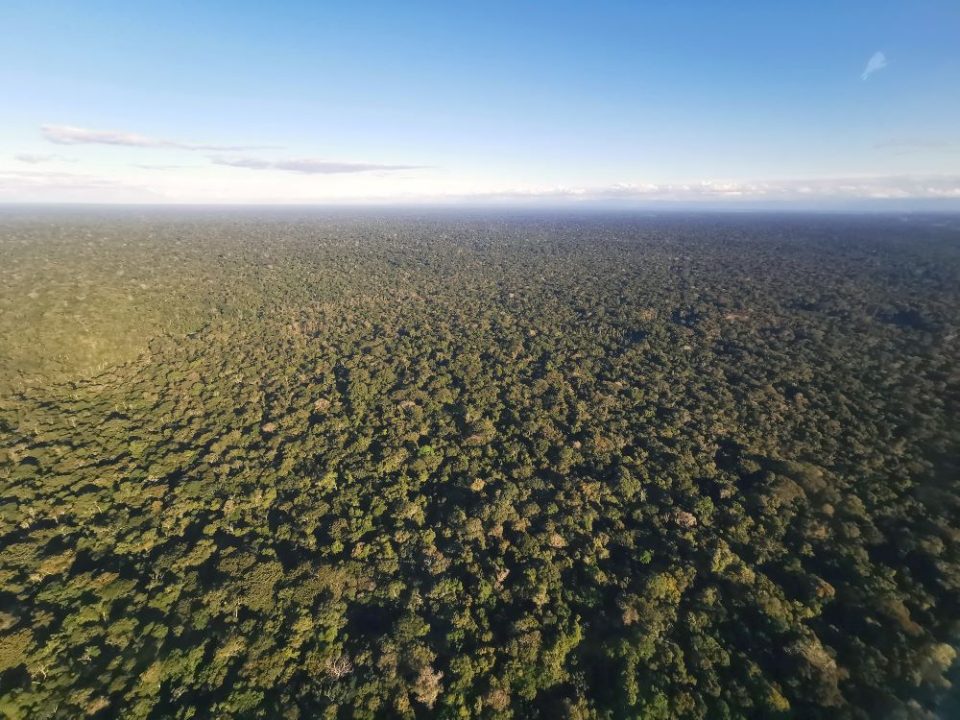 Bosque amazónico, Perú