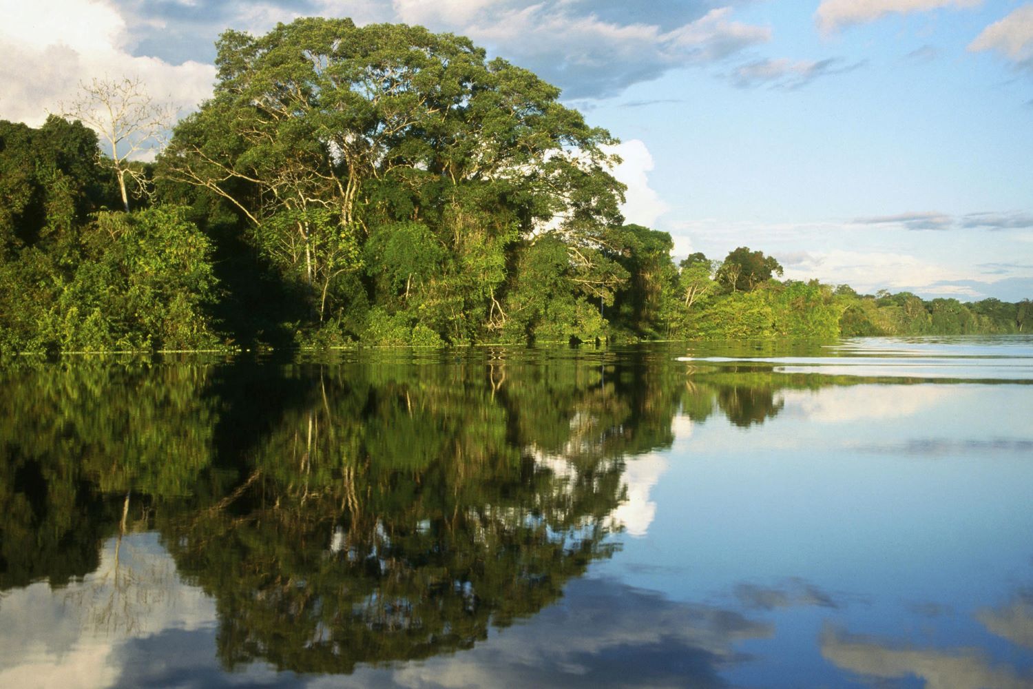 Bosques Amazónicos