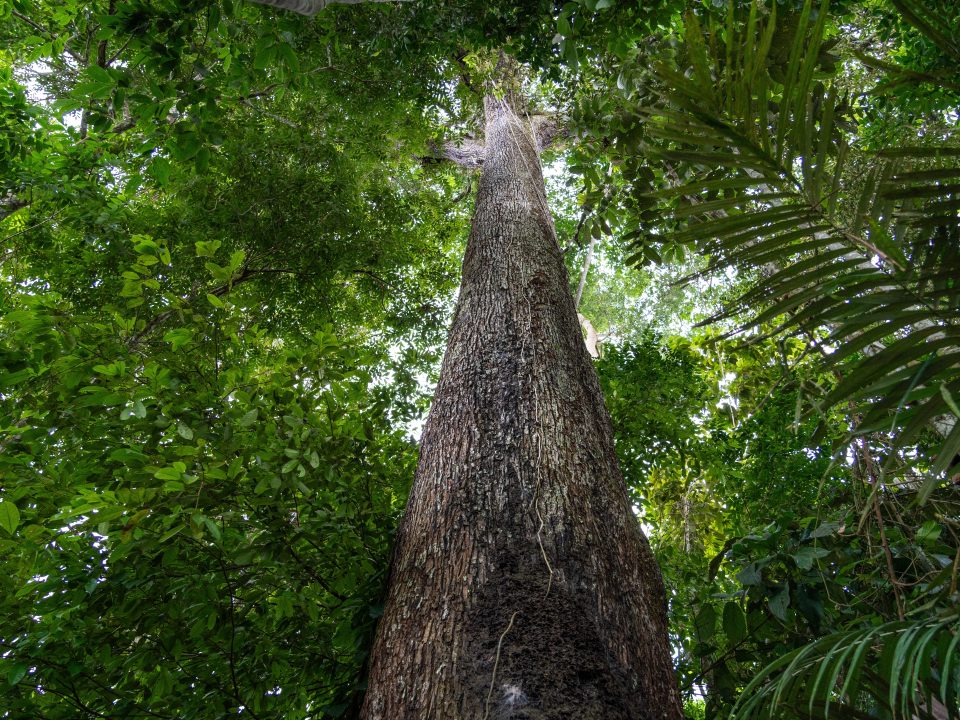 Árbol de castaña amazónica (Bertholletia excelsa)