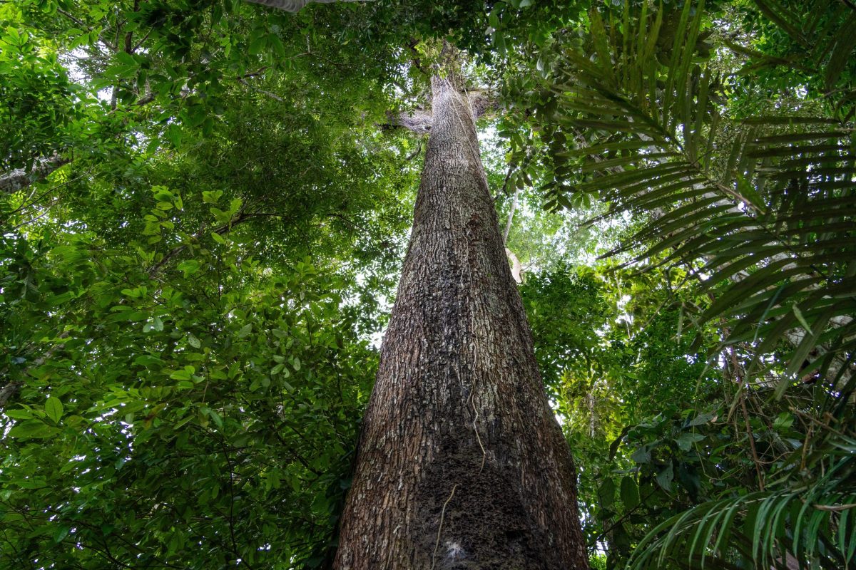 Árbol de castaña amazónica (Bertholletia excelsa)